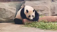 20230708突击检查！宿州野生动物园大熊猫优浜
