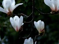 #醉白花讯#春花浪漫醉白池#赏花正当时