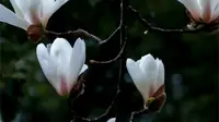 #醉白花讯#春花浪漫醉白池#赏花正当时