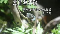 【云逛海洋馆】郑州海洋馆两爬展区 第一期