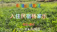 入住民宿杨家乐-湖北麻城龟峰山风景区2021年4月29日
