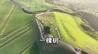 奇台七户乡一棵树，看一看空中麦田里的老榆树