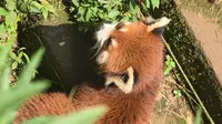 熊出没！！！成都熊猫基地，近距离接触小熊猫，太可爱了吧(≧∇≦)/(≧∇≦)/(≧∇≦)/