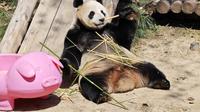 上海野生动物园熊猫宝宝玩耍