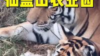 抚州仙盖山农业园野生动物园，游玩全程介绍视频实拍