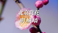 北京明城墙遗址公园的梅花开了！城墙做背景，随手一拍都是大片！