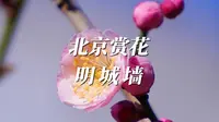 北京明城墙遗址公园的梅花开了！城墙做背景，随手一拍都是大片！