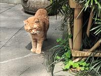 杭州永福寺的猫猫和风景。