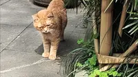 杭州永福寺的猫猫和风景。