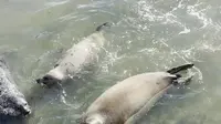 烟台海豹湾的海豹