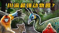 川渝最强动物园？成都动物园之旅！
