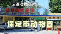 【云逛动物园系列】27.保定市动物园