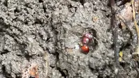 浅浅更新下南昆山野采吧