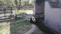 天津动物园大熊猫