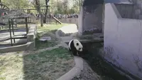天津动物园大熊猫