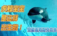 你知道吗？上海海昌海洋公园迎来了一只可爱的虎鲸宝宝哦！小虎鲸生产瞬间的超珍贵画面首次公开，尾鳍先出来究竟是一个怎样的生产姿势，赶紧进来看一看！