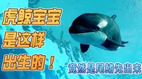 你知道吗？上海海昌海洋公园迎来了一只可爱的虎鲸宝宝哦！小虎鲸生产瞬间的超珍贵画面首次公开，尾鳍先出来究竟是一个怎样的生产姿势，赶紧进来看一看！