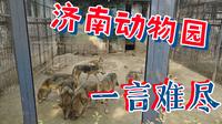 旅行记：一言难尽的济南动物园