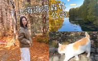 周末VLOG ｜在上海海湾森林公园里猛猛吸氧啦！