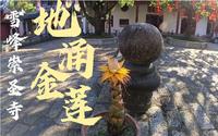 福州-雪峰村-崇圣寺-初见地涌金莲-徒步打卡罗汉台