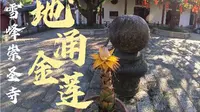 福州-雪峰村-崇圣寺-初见地涌金莲-徒步打卡罗汉台