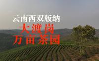 云南西双版纳“大渡岗万亩茶园”，目之所及都是茶树