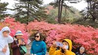 麻城市龟峰山杜鹃花景区