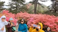 麻城市龟峰山杜鹃花景区