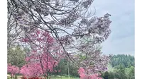 花花世界～秦岭国家植物园