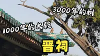 晋祠：三千年的树+千年的古建！太原最值得的国宝！