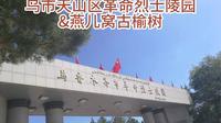 乌市天山区革命烈士陵园&燕儿窝古榆树