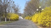 济宁市汶上县：莲花湖湿地公园春意正浓