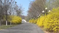 济宁市汶上县：莲花湖湿地公园春意正浓