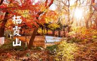 【4K云散步】漫步枫林尽染的南京栖霞山 | vol.03 | 自然 治愈 放松 | EOS R5 | 4K 50