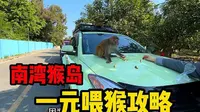 海南南湾猴岛旅游需要注意的套路，按这个攻略玩，一元就能喂猴子