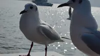 昆明海埂大坝观海鸥