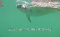 0523世界海龟日World Turtle Day，广东惠东43只人工繁育的海龟放归大海