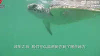 0523世界海龟日World Turtle Day，广东惠东43只人工繁育的海龟放归大海