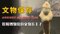 乾陵博物馆的文物长毛了？武则天墓从未被打开过，文物从哪里来？