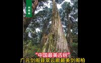 “中国最美古树”广元剑阁县翠云廊最美剑阁柏