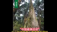 “中国最美古树”广元剑阁县翠云廊最美剑阁柏