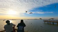 宁夏石嘴山市星海湖看红嘴鸥