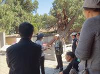 嵩阳书院随拍，导游讲解将军柏。