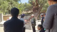 嵩阳书院随拍，导游讲解将军柏。