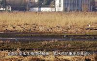 鹤庆东草海国家湿地公园建设汇报片