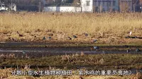 鹤庆东草海国家湿地公园建设汇报片