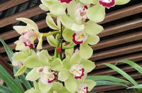 北京植物园南园 北园