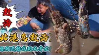 再次上北港岛找皮皮虾，没想到竟然还发现了“大龙虾”