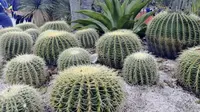 厦门园林植物园游记