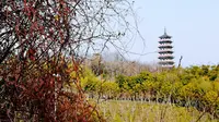 【扬州】从望月路到蜀岗西峰
